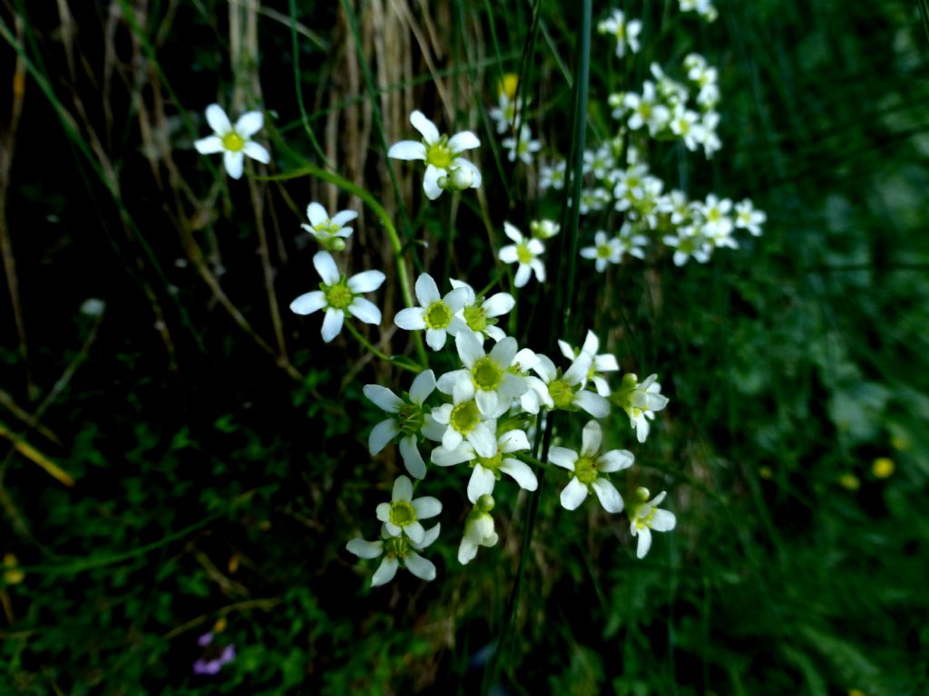 Saxifraga paniculata